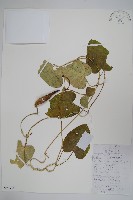 藏品(乳突果)的圖片