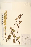 藏品(一枝黃花)的圖片