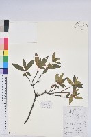 藏品(唐杜鵑、大屯杜鵑、中原氏杜鵑)的圖片