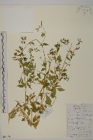 藏品(狗筋蔓)的圖片