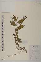 藏品(天名精)的圖片