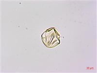 藏品(疏花山螞蝗、大葉拿身草)的圖片