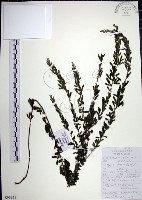 藏品(鐵掃帚、千里光)的圖片