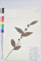 藏品(紅算盤子)的圖片