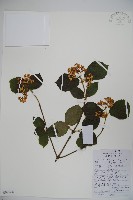 藏品(南方莢迷)的圖片