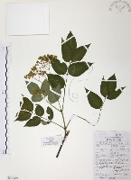 藏品(灰色木藍)的圖片