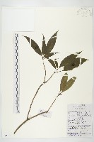 藏品(西藏青莢葉)的圖片