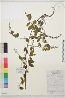 藏品(勾兒茶)的圖片