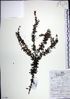 藏品(鐵掃帚、千里光)的圖片