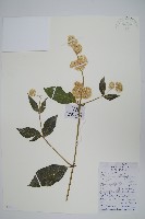 藏品(川牛膝)的圖片