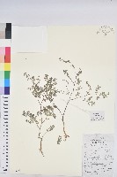 藏品(地錦)的圖片