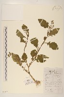 藏品(齒冠草)的圖片