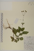 藏品(寬葉下田菊)的圖片