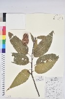 藏品(錐栗)的圖片