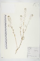 藏品(薺)的圖片