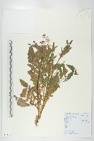 藏品(葶藶)的圖片