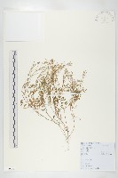 藏品(碎米薺)的圖片