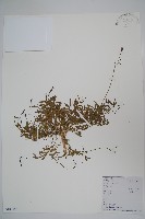 藏品(細葉蘭花參)的圖片