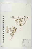 藏品(臭濱芥、臭薺)的圖片