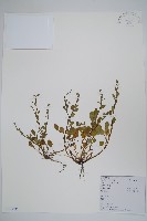 藏品(盾果草)的圖片