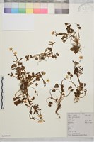 藏品(小毛茛)的圖片