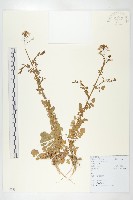 藏品(水田碎米薺)的圖片