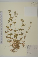 藏品(卷耳)的圖片