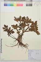 藏品(辣子草、揚子毛茛)的圖片