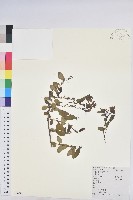 藏品(青灰葉下珠)的圖片