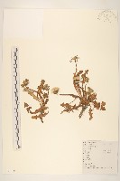 藏品(蒲公英)的圖片