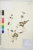 藏品(天葵)的圖片