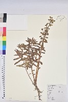 藏品(乳漿大戟)的圖片