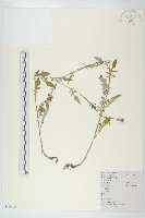 藏品(泥胡菜)的圖片