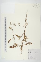 藏品(黃鵪菜)的圖片