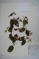 藏品(忍冬、金銀花)的圖片