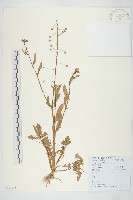 藏品(薺)的圖片