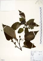 藏品(構樹)的圖片