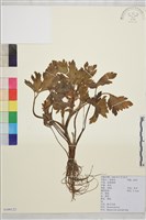 藏品(辣子草、揚子毛茛)的圖片