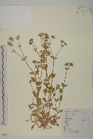 藏品(卷耳)的圖片