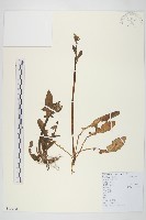 藏品(黃鵪菜)的圖片