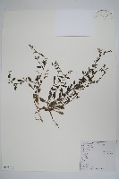 藏品(附地菜)的圖片