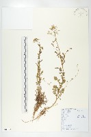 藏品(水田碎米薺)的圖片