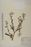 藏品(加拿大蓬)的圖片