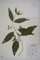 藏品(柳葉牛膝)的圖片