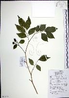 藏品(月橘)的圖片