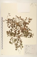 藏品(稻槎菜)的圖片