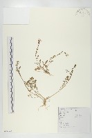 藏品(焊菜)的圖片