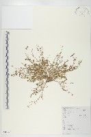 藏品(水花菜)的圖片