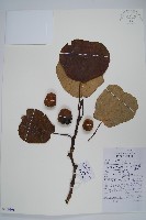 藏品(獼猴桃、奇異果)的圖片