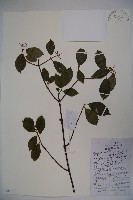 藏品(狹葉莢迷)的圖片